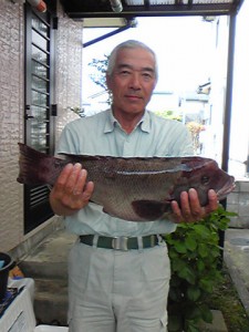 4kgオーバーの57cm雌のカンダイ
