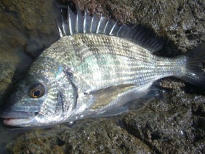 35cm前後のメイタ
