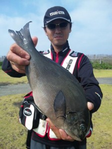 私にヒットした４２ｃｍの尾長メジナ