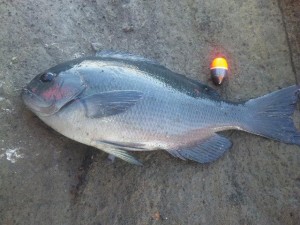 100922-01 当日最大の35cmの口太メジナに使用したウキV7