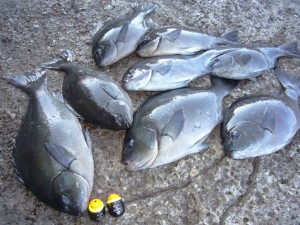 ツインフォースと本日の釣果