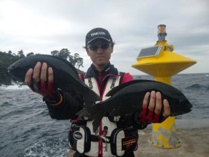 泉津港で私にヒットした４３ｃｍと４４ｃｍの口太メジナ
