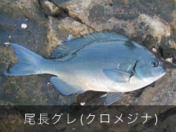 ウキ釣り超入門 対象魚を知ろう グレ メジナ編