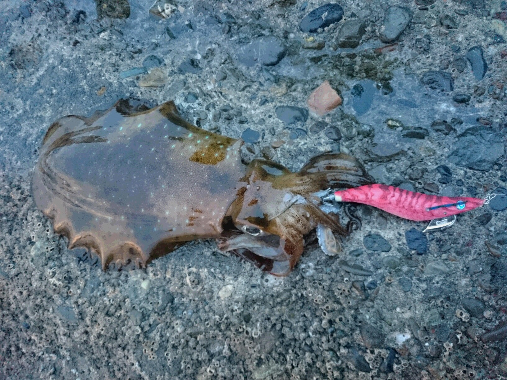 釣果情報 Tsuriken