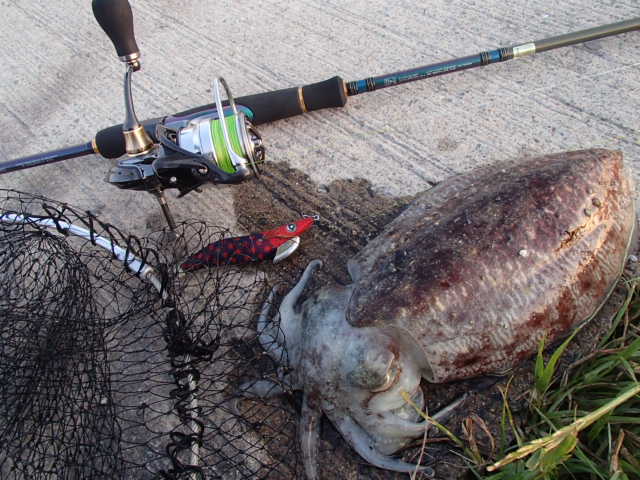 釣果情報 Tsuriken