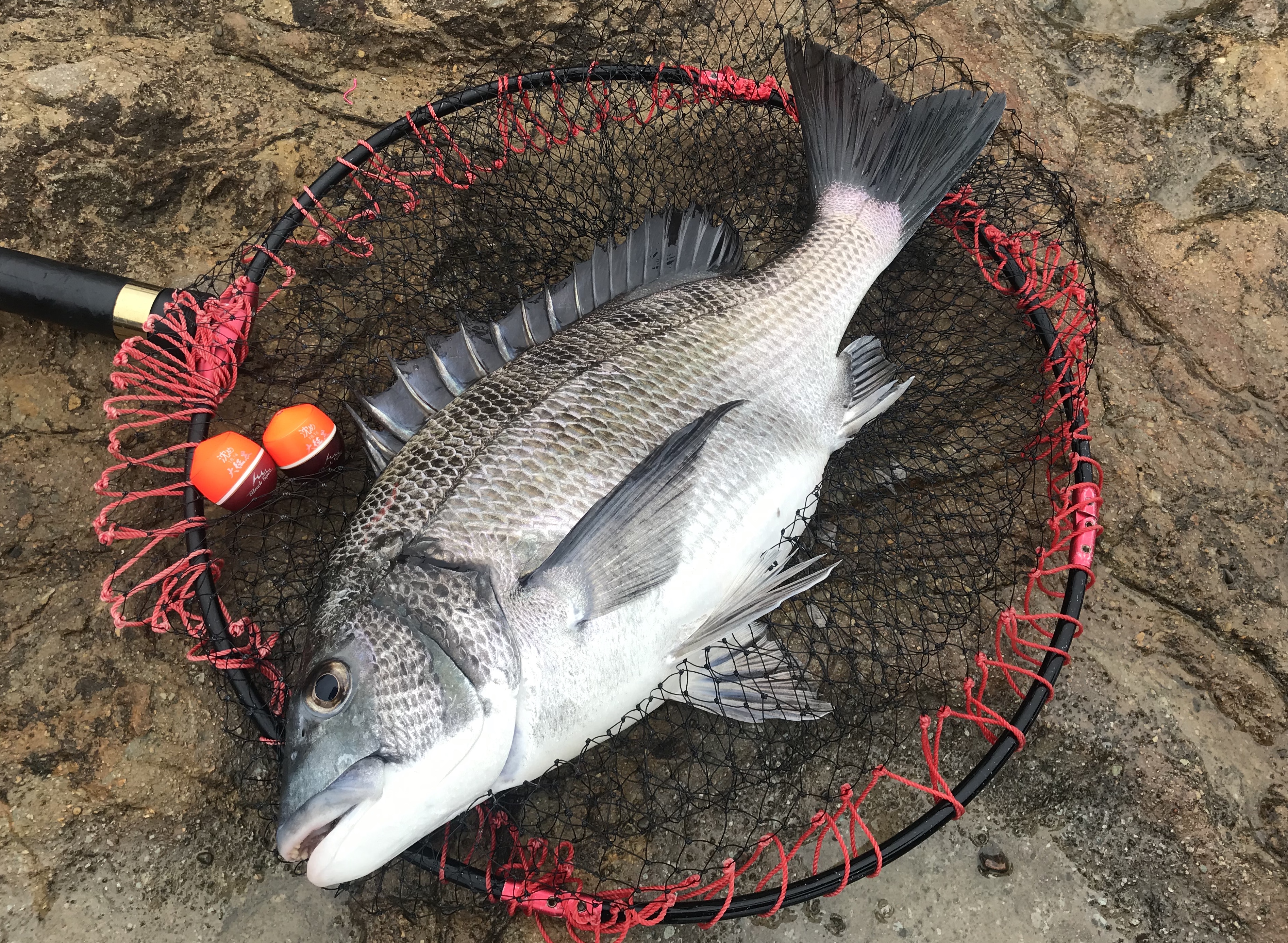 釣果情報 Tsuriken