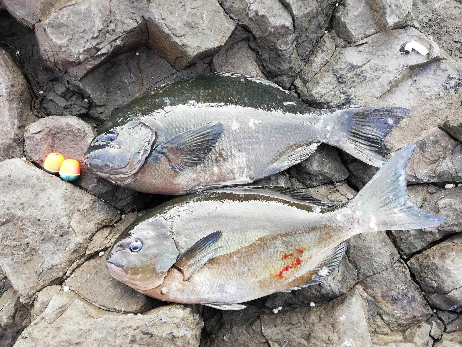 釣果情報 Tsuriken